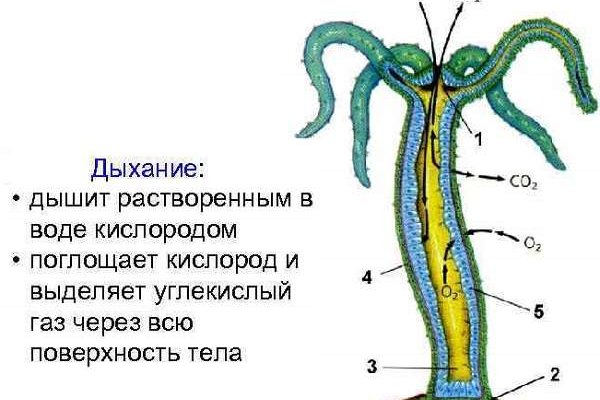 Kraken рабочая ссылка onion