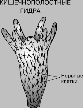 Ссылка на кракен через тор